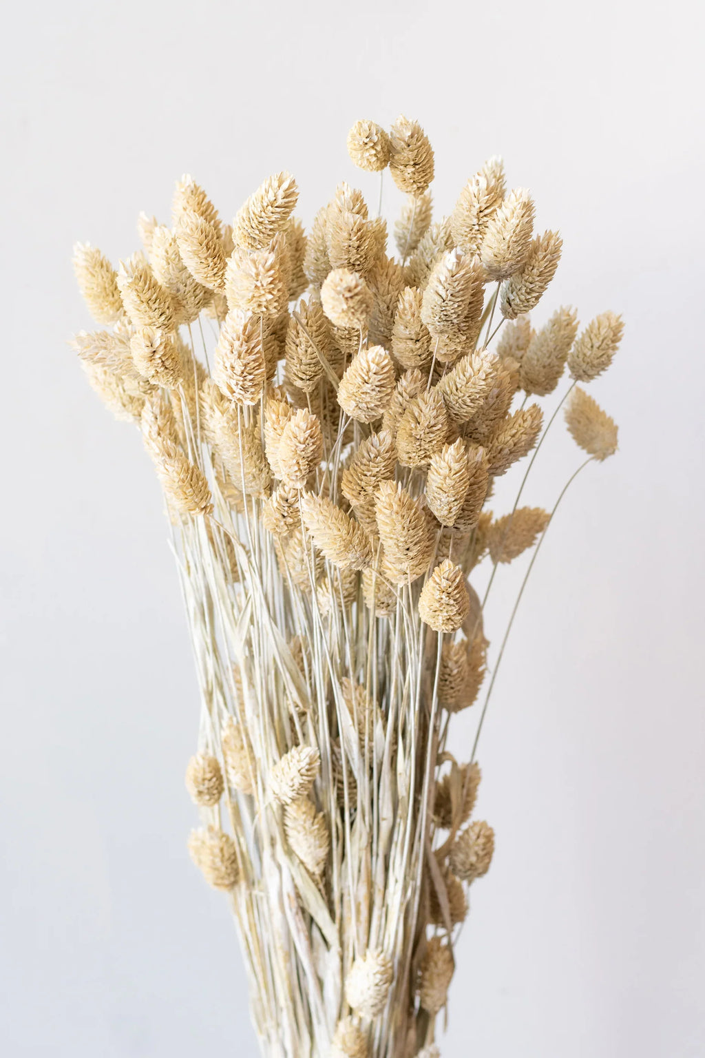White Washed Phalaris Bunch