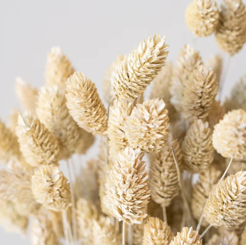 White Washed Phalaris Bunch
