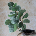 Eucalyptus Silver Dollar