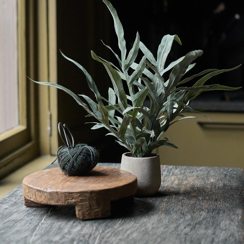 Eucalyptus in Pot