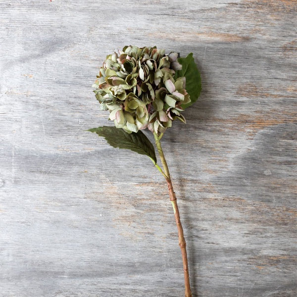 Hydrangea Chloris Stem