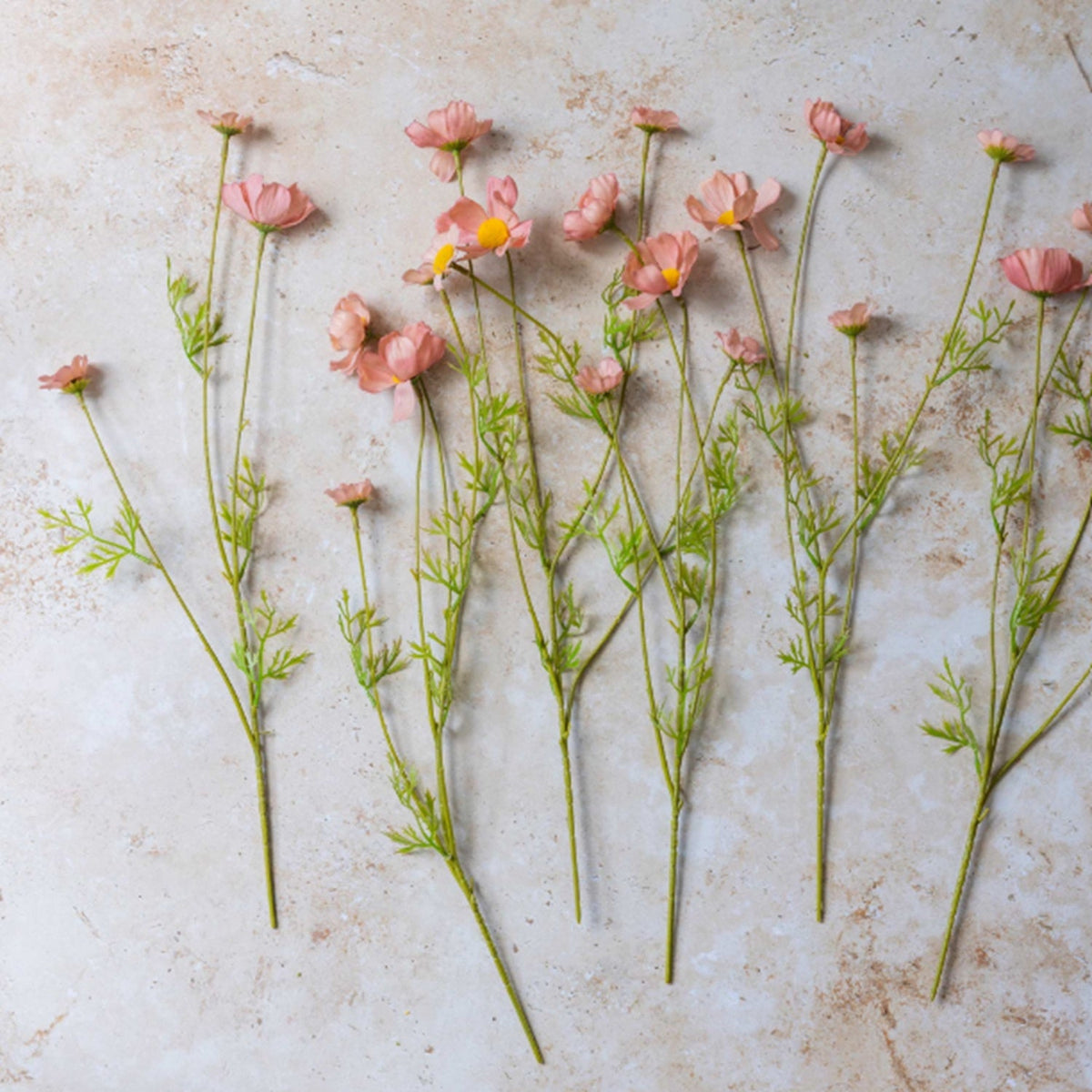Soft Pink Meadow Cosmos