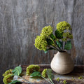 Viburnum Olive Buds