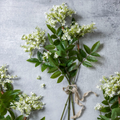 White Lilac Stem