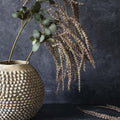 Amaranthus Blush